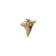 files/SharkTooth1bronze.png