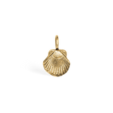 Sea Shell